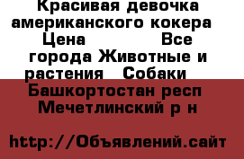 Красивая девочка американского кокера › Цена ­ 35 000 - Все города Животные и растения » Собаки   . Башкортостан респ.,Мечетлинский р-н